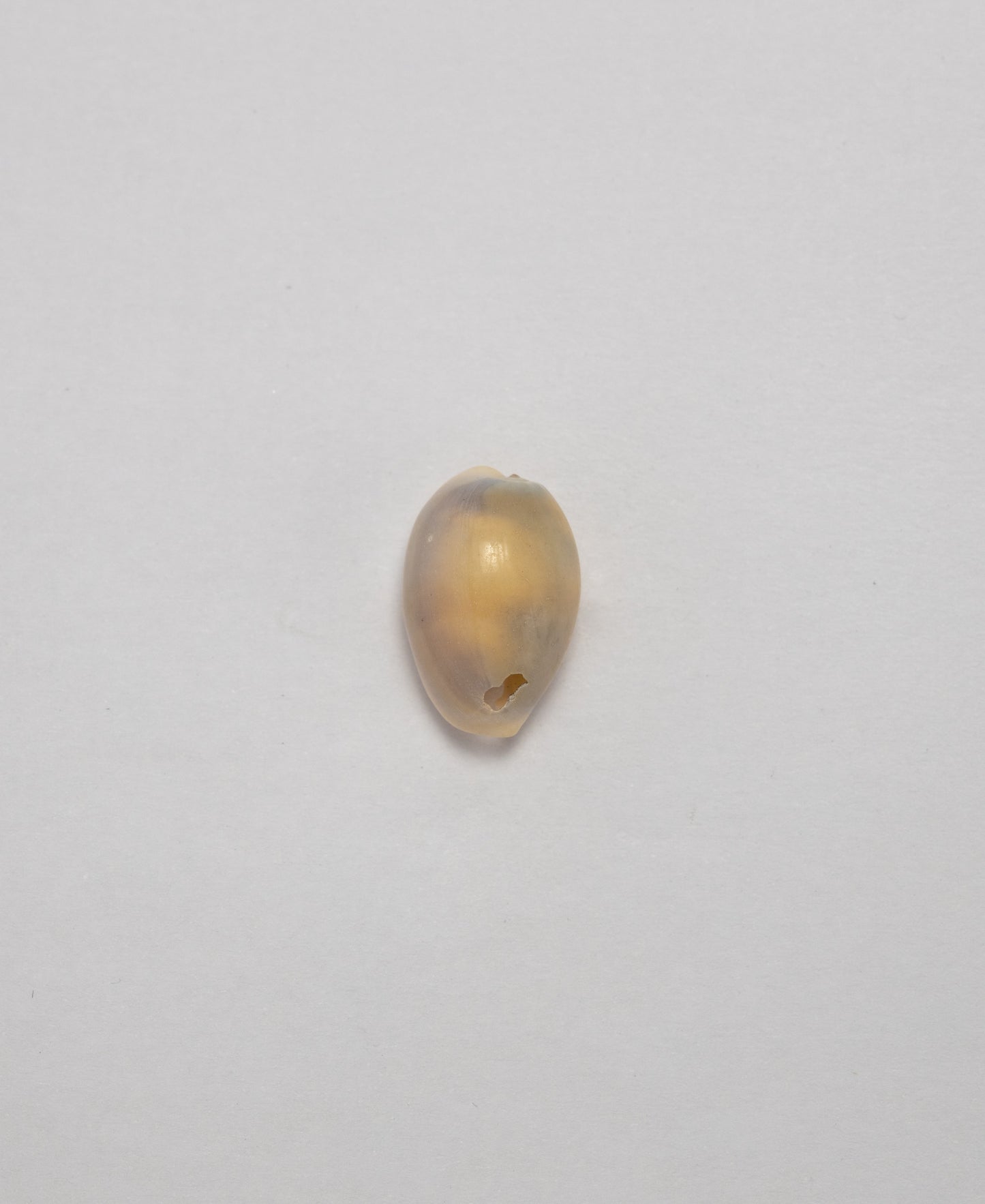 Sea Shells - (Assorted Pack of 20) (8 Shell Variations)