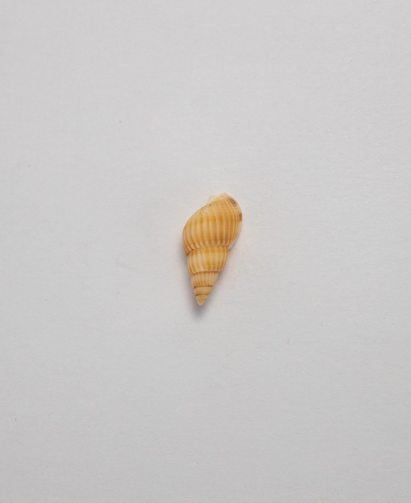 Sea Shells - (Assorted Pack of 20) (8 Shell Variations)