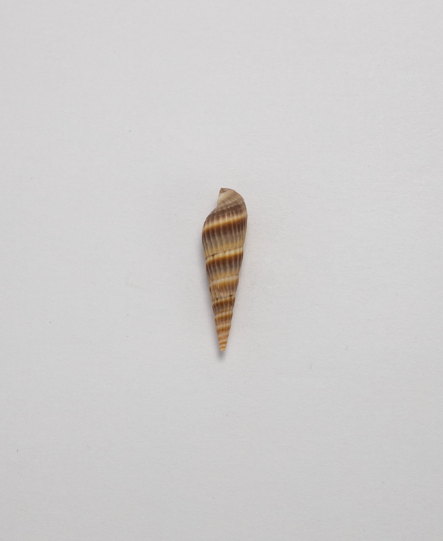 Sea Shells - (Assorted Pack of 20) (8 Shell Variations)